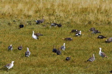 Fototapeta na wymiar Magelhaengans, Upland Goose, Chloephaga picta