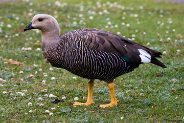 Magelhaengans, Upland Goose, Chloephaga picta