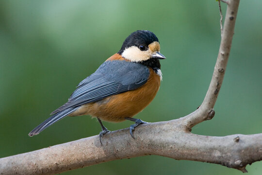 Bonte Mees, Varied Tit, Poecile varius