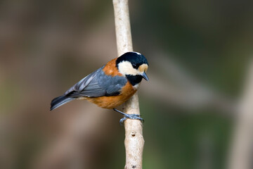 Varied Tit, Bonte Mees, Parus varius