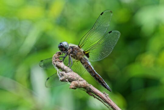 one big gray dragonfly sits on a branch on a green background in nature