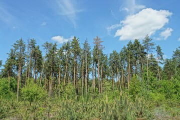 Green pine trees on the edge of a forest in the background of blue sky and white clouds