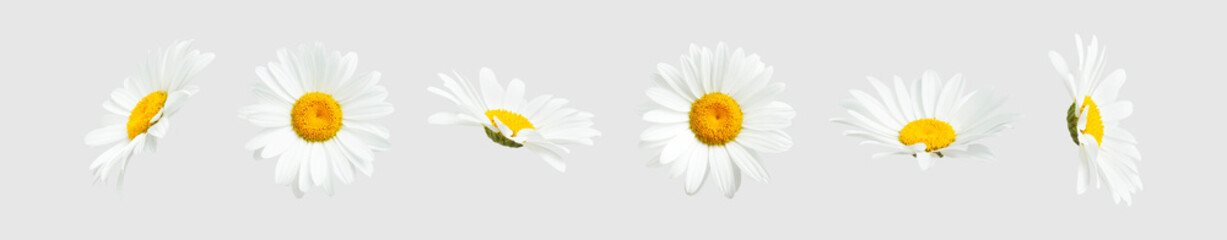 Chamomile flowers isolated on light gray background. Collection of beautiful chamomile flowers, summer sunny flower. Medicinal plant. Floral background, blooming. Element for your design