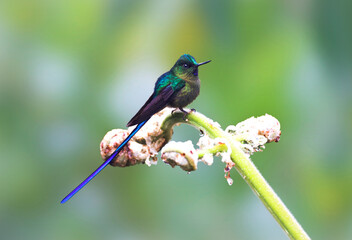 Fototapeta premium Violetstaartnimf, Violet-tailed Sylph, Aglaiocercus coelestis