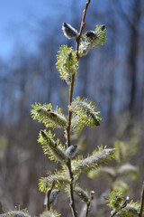 willow branch with buds