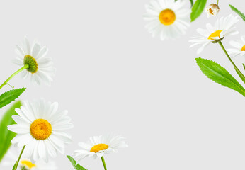 Flying chamomile flowers and green leaves isolated on light gray background. Composition of beautiful chamomile flowers, summer sunny flower. Medicinal plant. Floral background, pattern, blooming