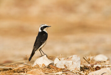 Vitatta Bonte Tapuit; Vittata Pied Wheatear; Oenanthe pleschanka vittata