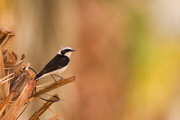 Vitatta Bonte Tapuit; Vittata Pied Wheatear; Oenanthe pleschanka vittata