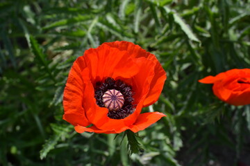 red poppy in a field