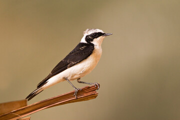 Vitatta Bonte Tapuit; Vittata Pied Wheatear; Oenanthe pleschanka vittata