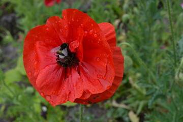 red poppy flower