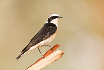Vitatta Bonte Tapuit, Vittata Pied Wheatear, Oenanthe pleschanka vittata