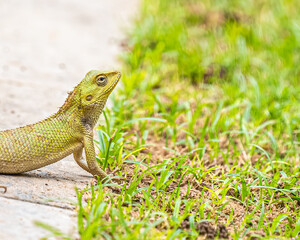 Chameleon turning green near grass
