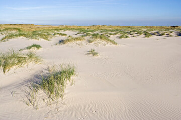 Duinvorming Vliehors Vlieland, Dune growth