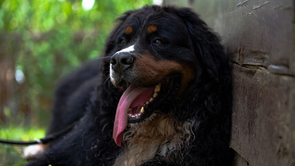 Bernese mountain dog
