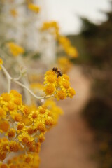Gelbe Bl&uuml;te & Biene II