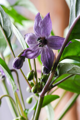 Purple flower of bitter pepper