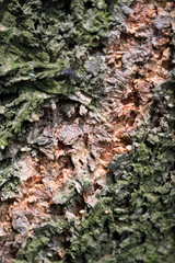 Background from the bark