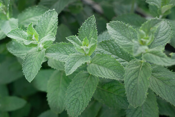 Fototapeta na wymiar Mint plant growing in the garden .. Peppermint. Selective focus. Blur. Horizontal photo. 