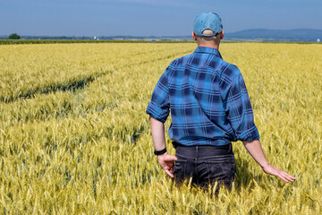 Naklejka na ściany i meble Agronomist checking the golden wheat crop. Proud farmer's hand touching the ripening wheat grains in early summer. Copy space.