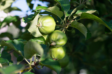 Green unripe apples on a branch in the garden against a background of bright green leaves. Summer time. Gardening, agriculture. Selective focus. Horizontal photo. 
