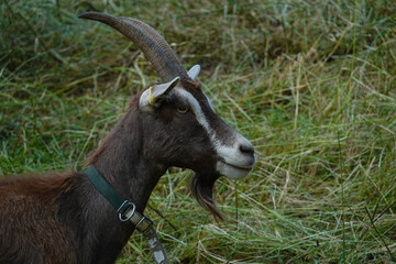 Bock auf der Wiese