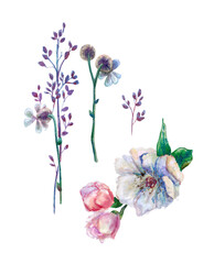 Set of isolated fragments of a white pion flower in a romantic style painted in watercolor. For making bouquets, frames, invitation