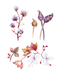 Collection of dry plants for autumn bouquet. Whatercolor floral isolated elements for greeting cards and invitations.