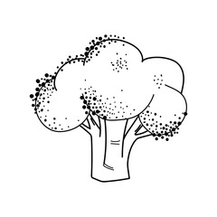 Cauliflower vector outline icon isolated on white background. Vegetarian healthy food. Vector sketch illustration for icon, web, mobile, infographics, logo, print, icon, card, emblem, label, food menu