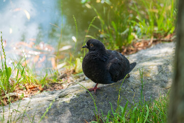 Pigeon on a grass near the pond in a city.