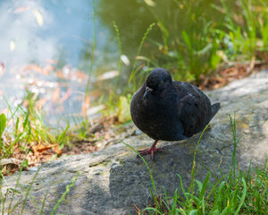 Pigeon on a grass near the pond in a city.