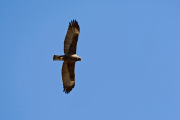 Wahlbergs Arend, Wahlberg's Eagle, Hieraaetus wahlbergi