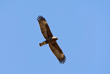 Wahlbergs Arend, Wahlberg's Eagle, Hieraaetus wahlbergi