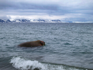 Walrus, Odobenus rosmarus