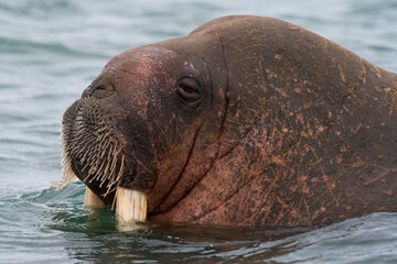 Walrus, Odobenus rosmarus