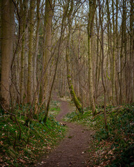 Winding path through the woods