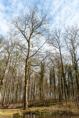 Tall trees in winter