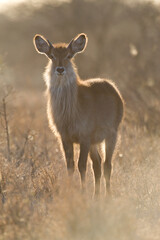 Waterbok, Waterbuck, Kobus ellipsiprymnus