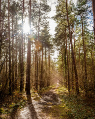 Sunlight through the trees in winter