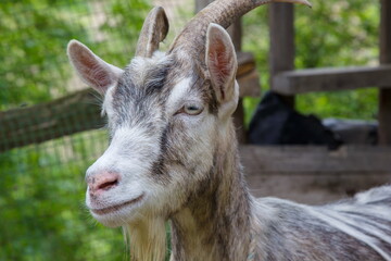 goat in a rural yard summer day close up