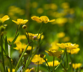 wild yellow flowers close up in the grass. sunny day