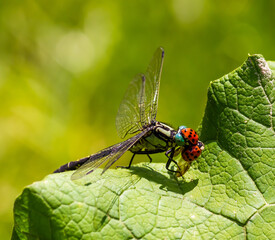 dragonfly on a green leaf in summer near the river