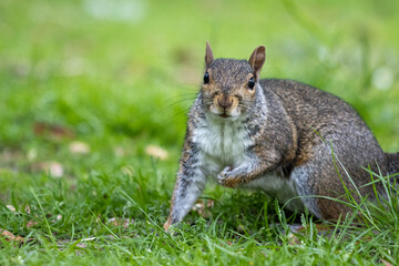 squirrel in the park