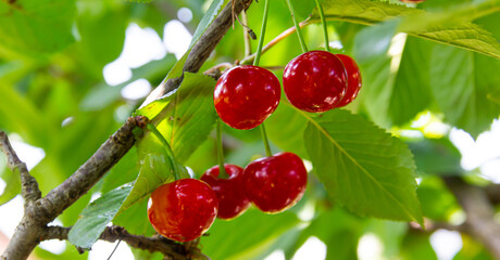 Red ripe cherries hanging on tree branches on a summer sunny day