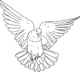vector illustration with a pigeon. black and white drawing of a bird. line art.