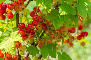 Red currants hanging on the branches of bushes on a summer sunny day
