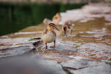 Mallard duckling on the riverbank