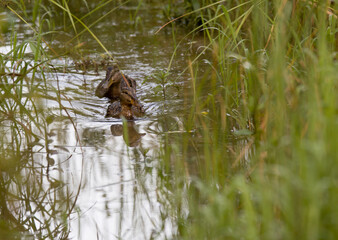 kachkm swim across the reeds on the lake