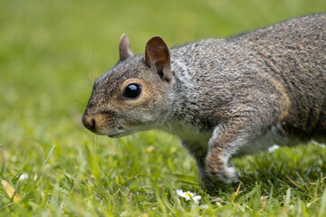 squirrel in the grass