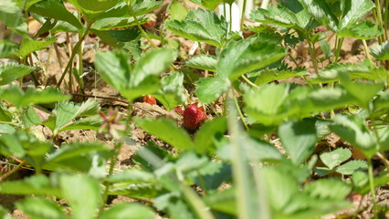 strawberry in the garden